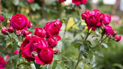 Как сохранить розы до посадки весной и не потерять ни одного корня