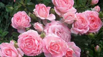Сорта бесшипных роз: названия сортов, описания, фото и отзывы | Новости цветоводства