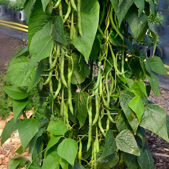 Фасоль Зеленый гигант, семена изображение 3