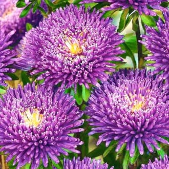Астра Букет фиолетовый, семена  изображение 5