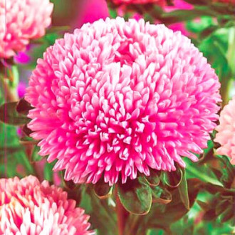 Астра густомахровая Баллон розовый, семена изображение 5