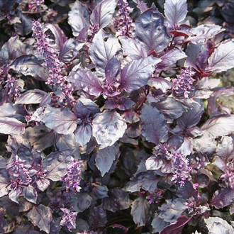 Базилик Раджа фиолетовый Premium Seeds изображение 5
