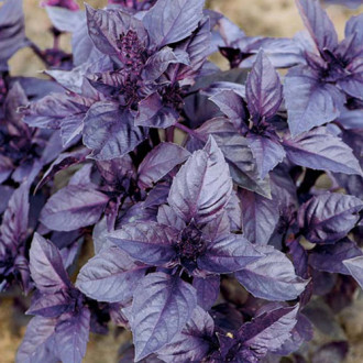 Базилик Зорро фиолетовый Premium Seeds изображение 2