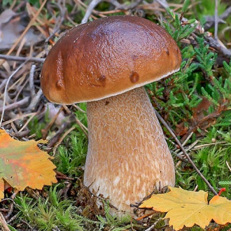 Белый гриб берёзовый изображение 3