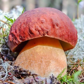 Белый гриб сосновый изображение 4