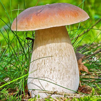 Белый гриб изображение 3