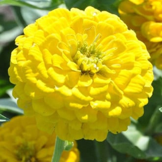Цинния Исполин желтый, семена изображение 1