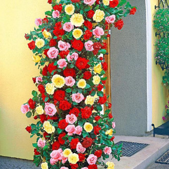 Суперпредложение! Комплект плетистых роз Триколор из 3 сортов изображение 5