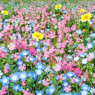 Газон цветущий Цветущий город, смесь окрасок Русский огород НК изображение 1