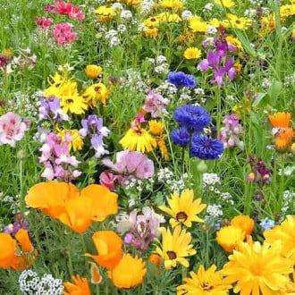 Газон цветущий Детская лужайка, смесь окрасок Русский огород НК изображение 2