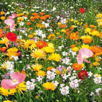 Газон цветущий Душистый луг, смесь окрасок Русский огород НК изображение 3