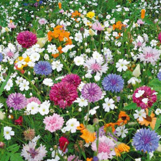 Газон цветущий Эко-Магистраль, смесь окрасок Русский огород НК изображение 4