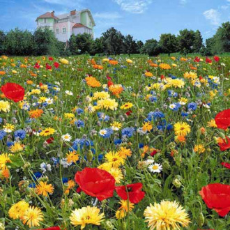 Газон цветущий Инстант Гарден, смесь окрасок Русский огород НК изображение 3