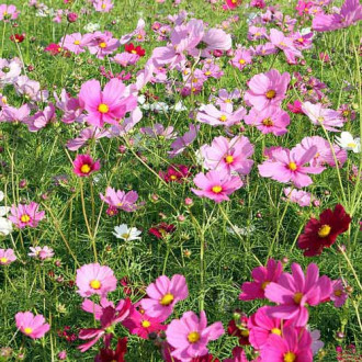 Газон цветущий Коттедж Гарден, смесь окрасок Русский огород НК изображение 6