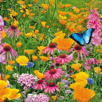 Газон цветущий Рай для бабочек, смесь окрасок изображение 6