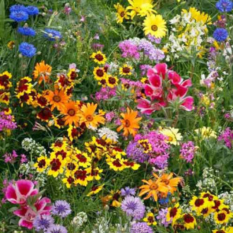 Газон цветущий Солнечная долина, смесь окрасок Русский огород НК изображение 6