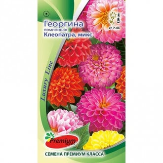 Георгина Клеопатра, смесь окрасок Premium Seeds изображение 5