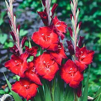 Гладиолус крупноцветковый Азурро изображение 4
