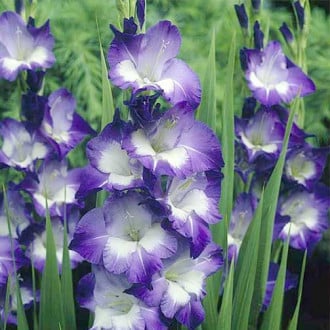 Гладиолус крупноцветковый Кингс Линн изображение 5