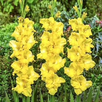 Гладиолус крупноцветковый Лимончелло изображение 1