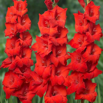 Гладиолус крупноцветковый Ред Бьюти изображение 3