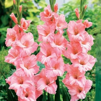 Гладиолус крупноцветковый Роуз Суприм изображение 4