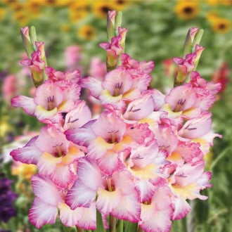 Гладиолус крупноцветковый Серафин изображение 1