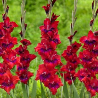 Гладиолус крупноцветковый Триколор изображение 3
