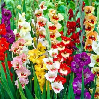 Гладиолусы крупноцветковые Гарден Вельвет, микс изображение 5