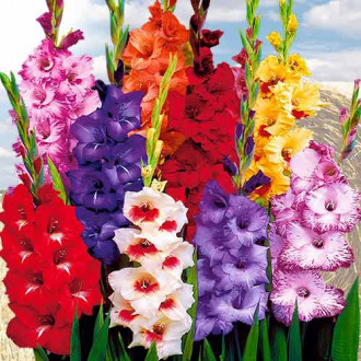 Гладиолусы крупноцветковые Гиганты, микс изображение 6