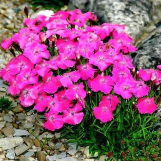 Гвоздика альпийская Лайт Роуз изображение 6