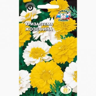 Хризантема овощная Жозефина Седек изображение 4