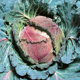 Савойлық қырыққабат Зимний деликатес, тұқым изображение 2