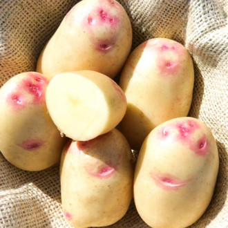 Среднеспелые сорта картофеля семенного купить с доставкой в Алматы,Казахстане