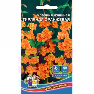 Кларкия Гирлянда оранжевая, семена изображение 4