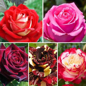 Комплект чайно-гибридных роз Страсть из 5 сортов изображение 5