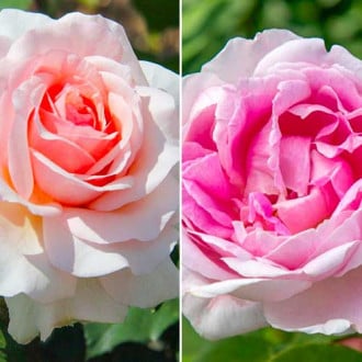 Комплект долгоцветущих роз из 2 саженцев изображение 6