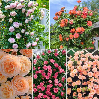 Комплект плетистых роз Нежность из 5 сортов изображение 2