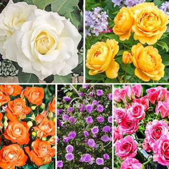 Комплект роз Цветочная симфония из 5 сортов изображение 4