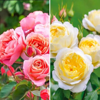 Комплект роз Фешн из 2 сортов изображение 6