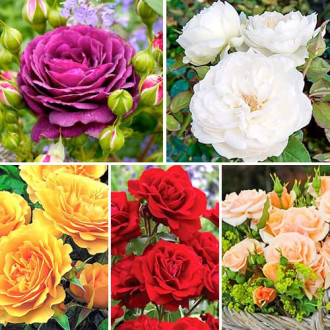 Комплект роз флорибунд Цветной микс из 5 саженцев изображение 3