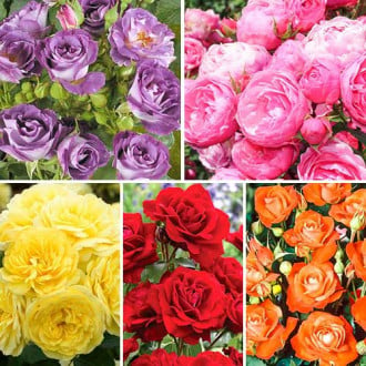 Комплект роз флорибунд Цветочный маскарад из 5 сортов изображение 5