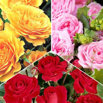 Комплект роз флорибунд Триколор из 3 саженцев изображение 4