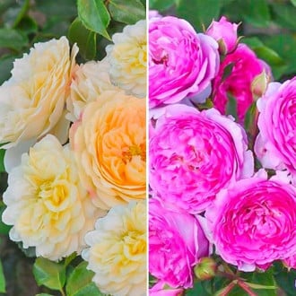 Комплект роз Ваза из 2 сортов изображение 4