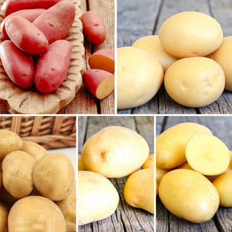 Комплект Топового картофеля из 5 сортов изображение 3