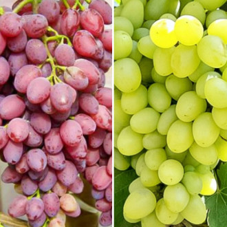 Комплект винограда Ассорти из 2 сортов изображение 3