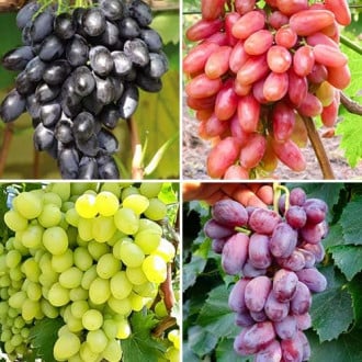 Комплект винограда Гордость виноградарей из 4 сортов изображение 1