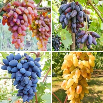 Комплект винограда Пальчиковый бум из 4 сортов изображение 3