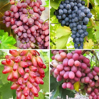 Комплект винограда Рубиновая лоза из 4 сортов изображение 2