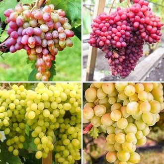 Комплект винограда Русский Великан из 4 сортов изображение 6